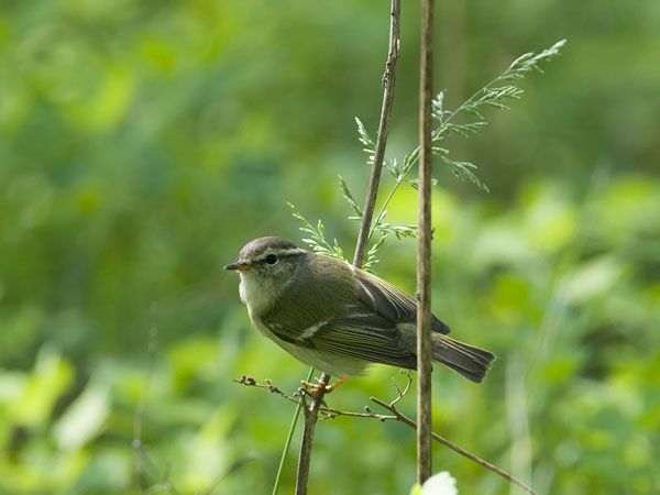 Taigauunilintu, Yellow-browed Warbler, Phylloscopus inornatus