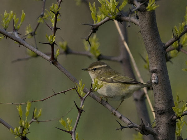 Taigauunilintu, Yellow-browed Warbler, Phylloscopus inornatus