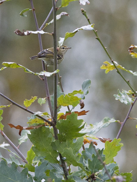 Taigauunilintu, Yellow-browed Warbler, Phylloscopus inornatus