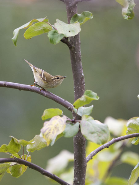 Taigauunilintu, Yellow-browed Warbler, Phylloscopus inornatus