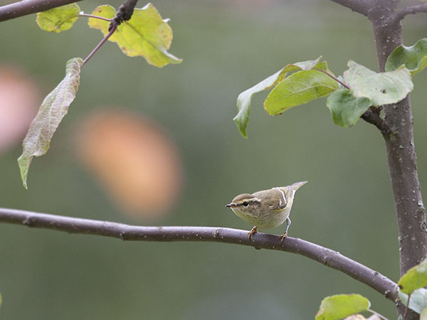 Taigauunilintu, Yellow-browed Warbler, Phylloscopus inornatus