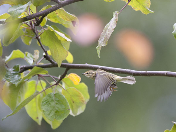 Taigauunilintu, Yellow-browed Warbler, Phylloscopus inornatus