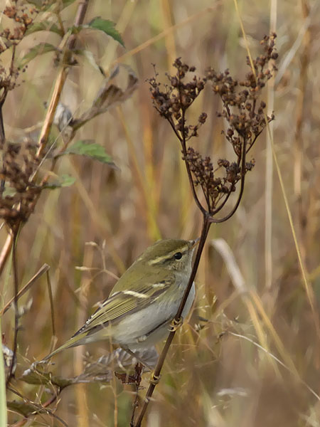 Taigauunilintu, Yellow-browed Warbler, Phylloscopus inornatus