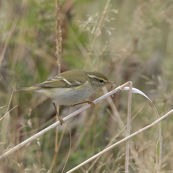 Taigauunilintu, Yellow-browed Warbler, Phylloscopus inornatus
