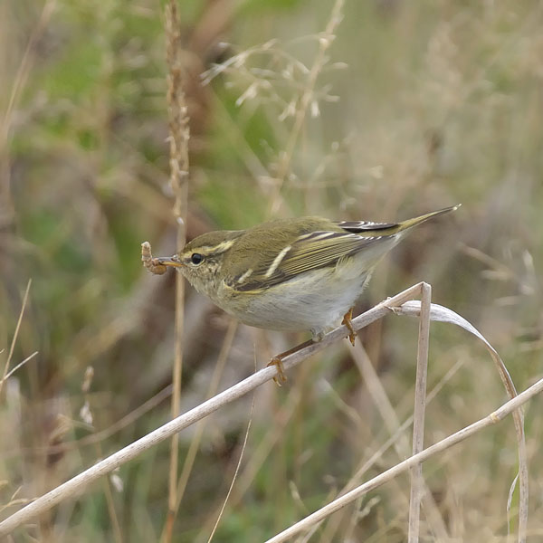 Taigauunilintu, Yellow-browed Warbler, Phylloscopus inornatus