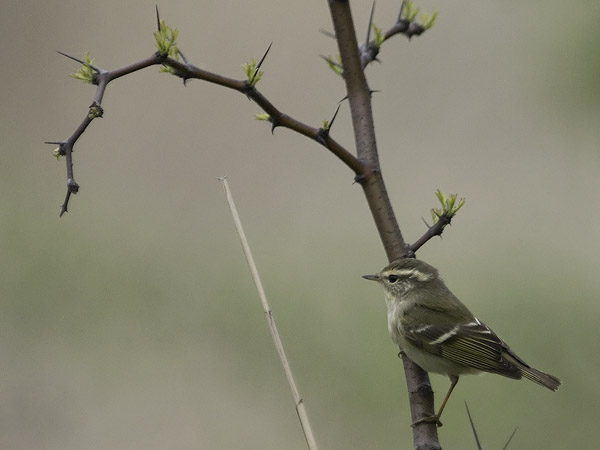 Taigauunilintu, Yellow-browed Warbler, Phylloscopus inornatus