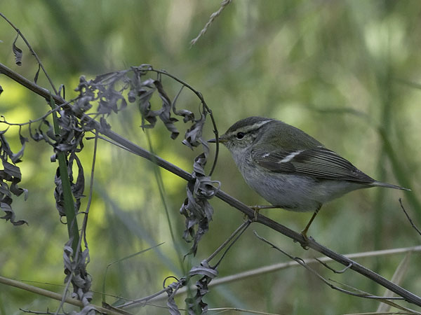 Taigauunilintu, Yellow-browed Warbler, Phylloscopus inornatus
