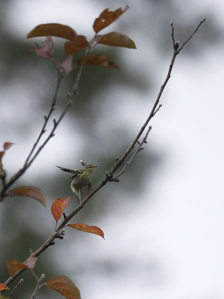 Taigauunilintu, Yellow-browed Warbler, Phylloscopus inornatus
