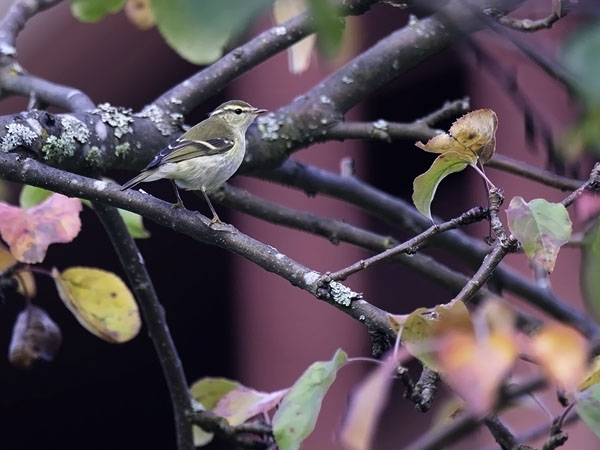 Taigauunilintu, Yellow-browed Warbler, Phylloscopus inornatus