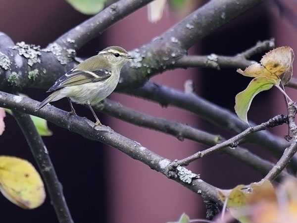 Taigauunilintu, Yellow-browed Warbler, Phylloscopus inornatus