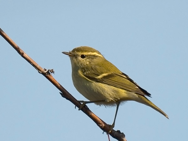 Taigauunilintu, Yellow-browed Warbler, Phylloscopus inornatus