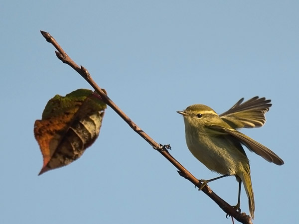 Taigauunilintu, Yellow-browed Warbler, Phylloscopus inornatus
