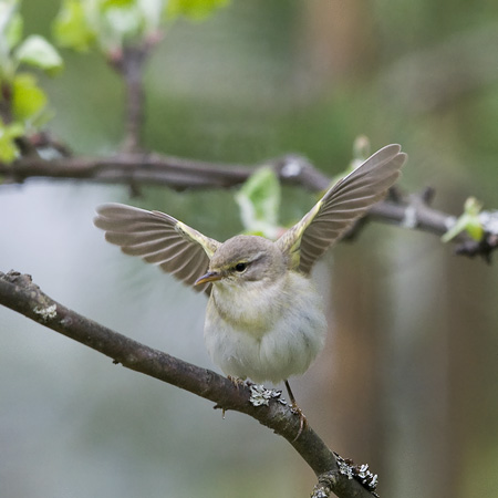 Pajulintu, Willow Warbler, Phylloscopus trochilus