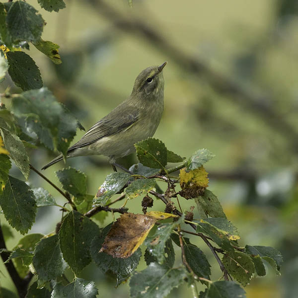 Pajulintu, Willow Warbler, Phylloscopus trochilus