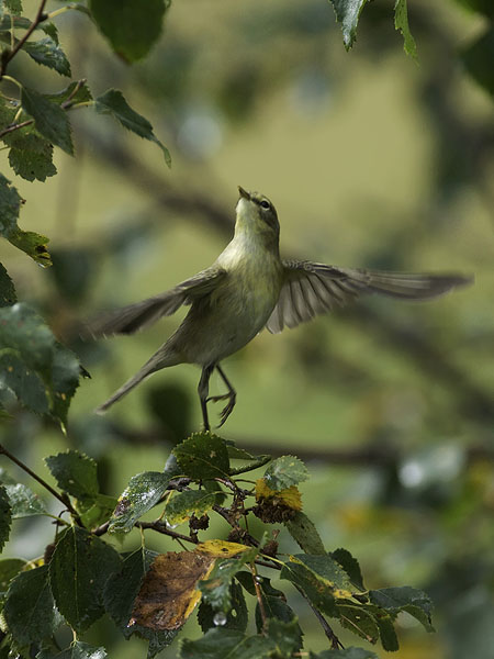 Pajulintu, Willow Warbler, Phylloscopus trochilus