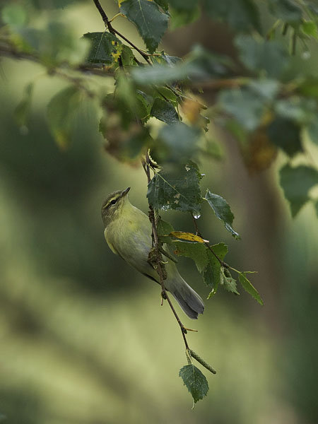 Pajulintu, Willow Warbler, Phylloscopus trochilus