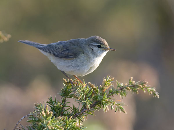 Pajulintu, Willow Warbler, Phylloscopus trochilus
