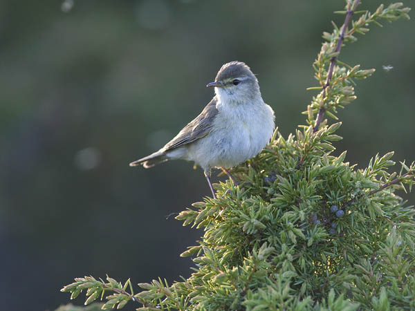Pajulintu, Willow Warbler, Phylloscopus trochilus