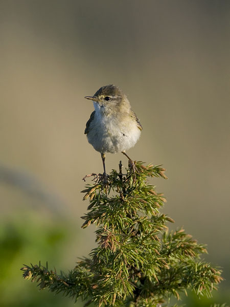 Pajulintu, Willow Warbler, Phylloscopus trochilus