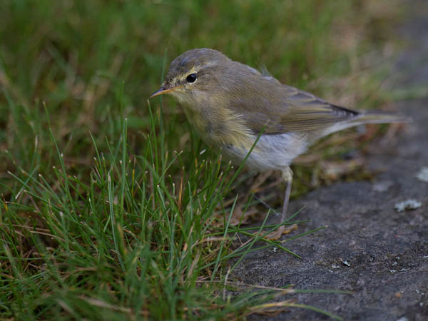 Pajulintu, Willow Warbler, Phylloscopus trochilus