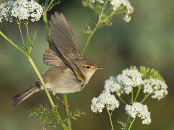 Pajulintu, Willow Warbler, Phylloscopus trochilus