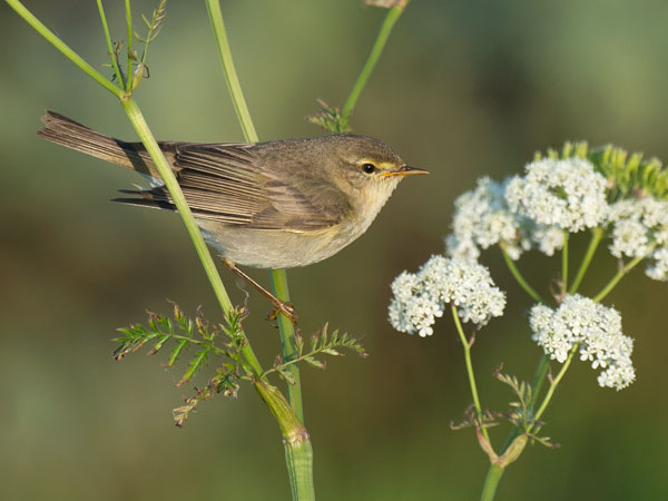 Pajulintu, Willow Warbler, Phylloscopus trochilus