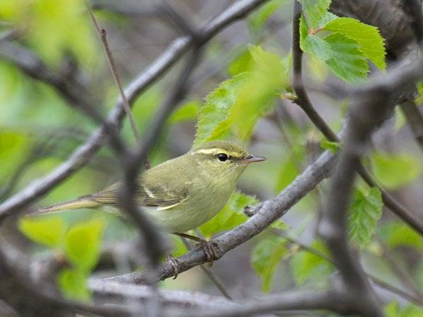 Kaukasianuunilintu, Green Warbler, Phylloscopus nitidus