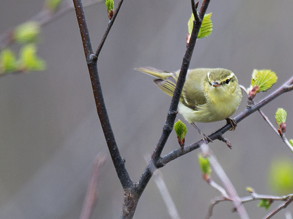 Kaukasianuunilintu, Green Warbler, Phylloscopus nitidus