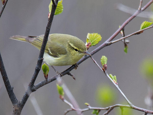 Kaukasianuunilintu, Green Warbler, Phylloscopus nitidus