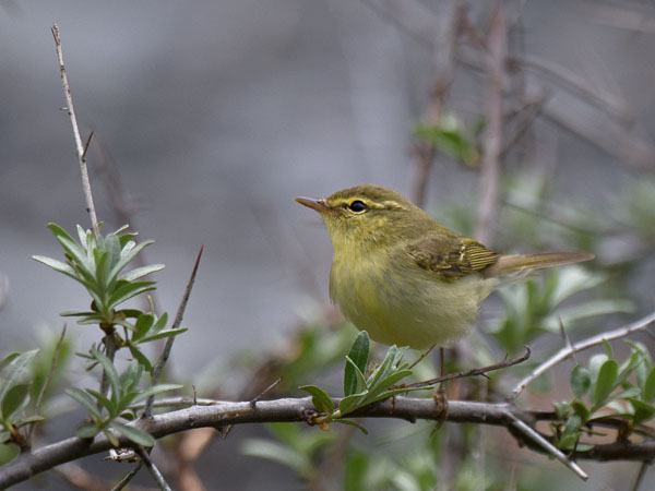 Kaukasianuunilintu, Green Warbler, Phylloscopus nitidus