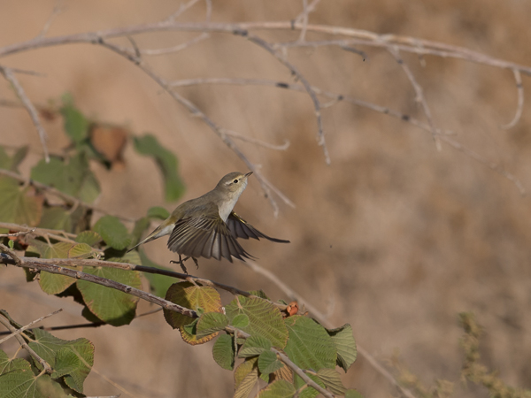 Balkaninuunilintu, Eastern Warbler, Phylloscopus orientalis