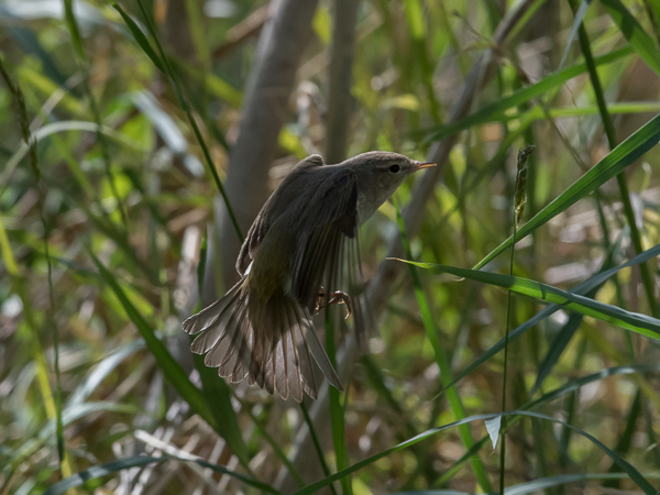Balkaninuunilintu, Eastern Warbler, Phylloscopus orientalis