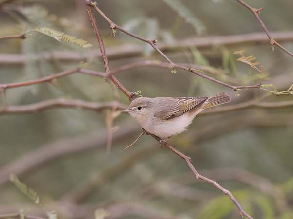 Balkaninuunilintu, Eastern Warbler, Phylloscopus orientalis