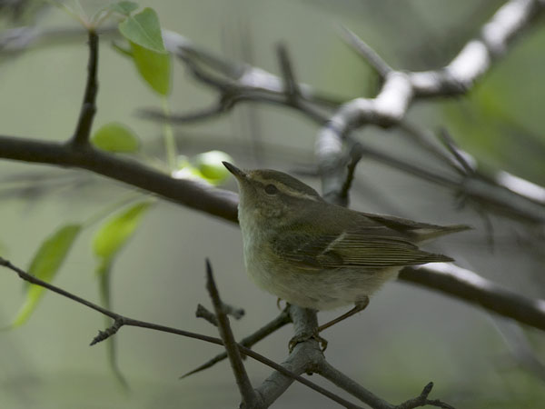 Burjatianuunilintu, Two-barred Warbler, Phylloscopus plumbeitarsus
