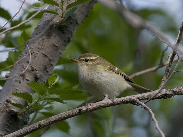 Burjatianuunilintu, Two-barred Warbler, Phylloscopus plumbeitarsus