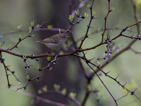 Burjatianuunilintu, Two-barred Warbler, Phylloscopus plumbeitarsus