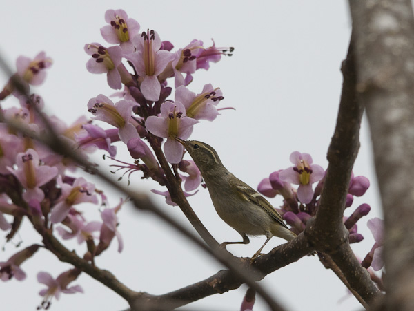 Burjatianuunilintu, Two-barred Warbler, Phylloscopus plumbeitarsus