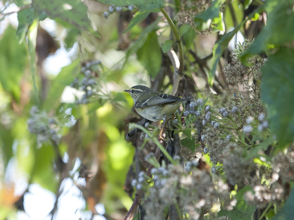Burjatianuunilintu, Two-barred Warbler, Phylloscopus plumbeitarsus