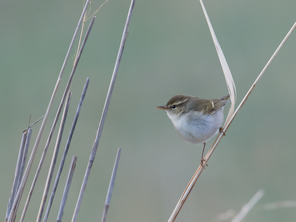 Burjatianuunilintu, Two-barred Warbler, Phylloscopus plumbeitarsus