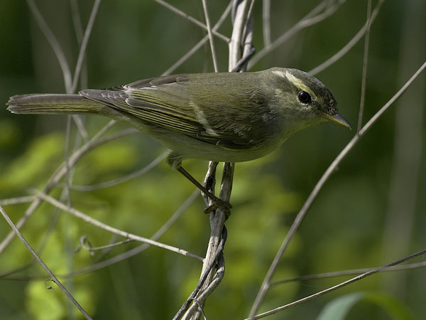 Burjatianuunilintu, Two-barred Warbler, Phylloscopus plumbeitarsus