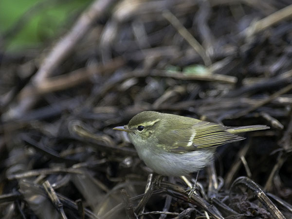 Burjatianuunilintu, Two-barred Warbler, Phylloscopus plumbeitarsus