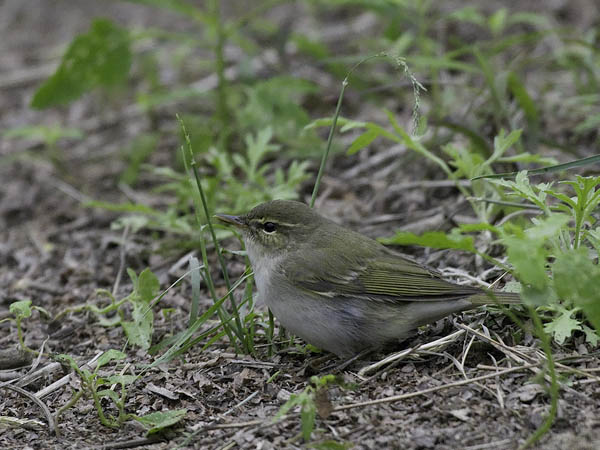 Burjatianuunilintu, Two-barred Warbler, Phylloscopus plumbeitarsus