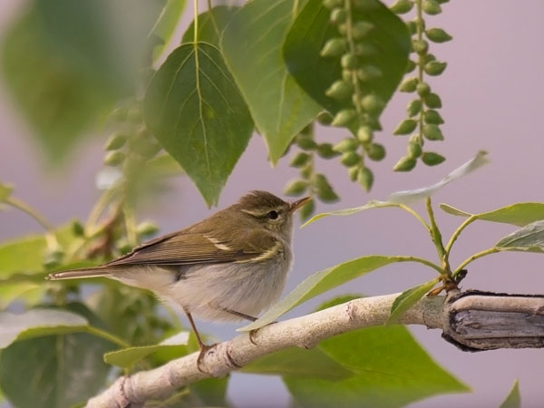 Burjatianuunilintu, Two-barred Warbler, Phylloscopus plumbeitarsus