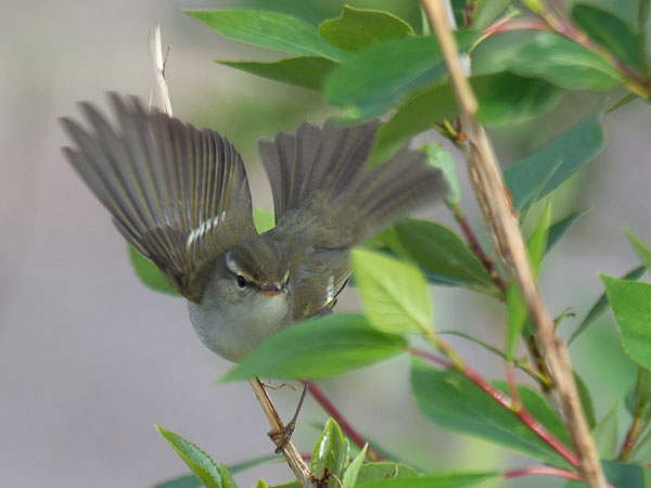 Burjatianuunilintu, Two-barred Warbler, Phylloscopus plumbeitarsus