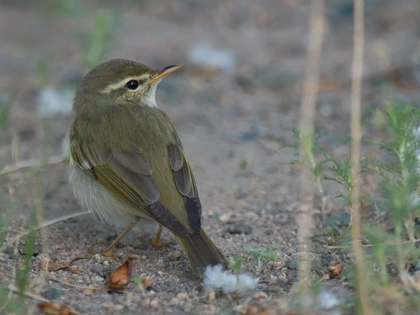 Burjatianuunilintu, Two-barred Warbler, Phylloscopus plumbeitarsus