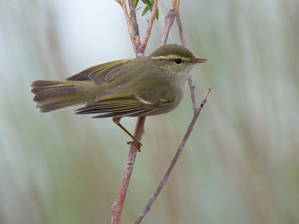 Burjatianuunilintu, Two-barred Warbler, Phylloscopus plumbeitarsus