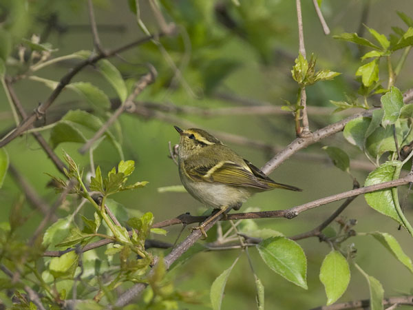Hippiäisuunilintu, Pallas's Leaf Warbler, Phylloscopus proregulus