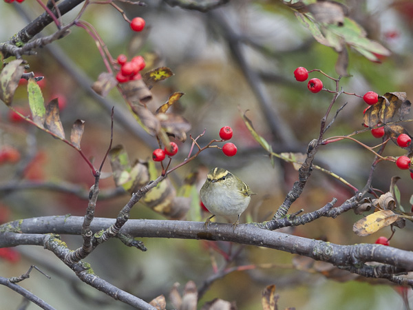 Hippiäisuunilintu, Pallas's Leaf Warbler, Phylloscopus proregulus