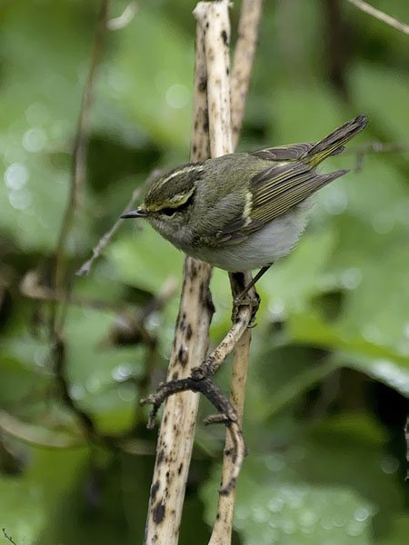 Hippiäisuunilintu, Pallas's Leaf Warbler, Phylloscopus proregulus
