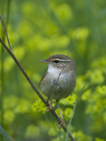 Siperianuunilintu, Radde's Warbler, Phylloscopus schwarzi